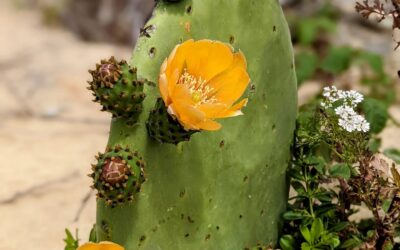 #flowering #pricklypear #cactus