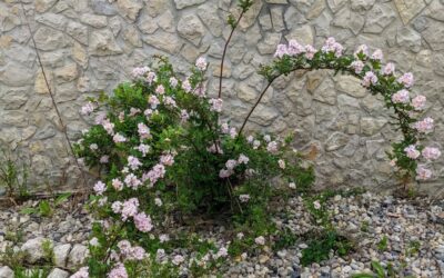 #flowering #bougainvillea (I think)
