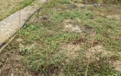 #covercrop #chopanddrop to make room for the irrigation mainline and for some of the trees we planted. Some plants have already been smothered…