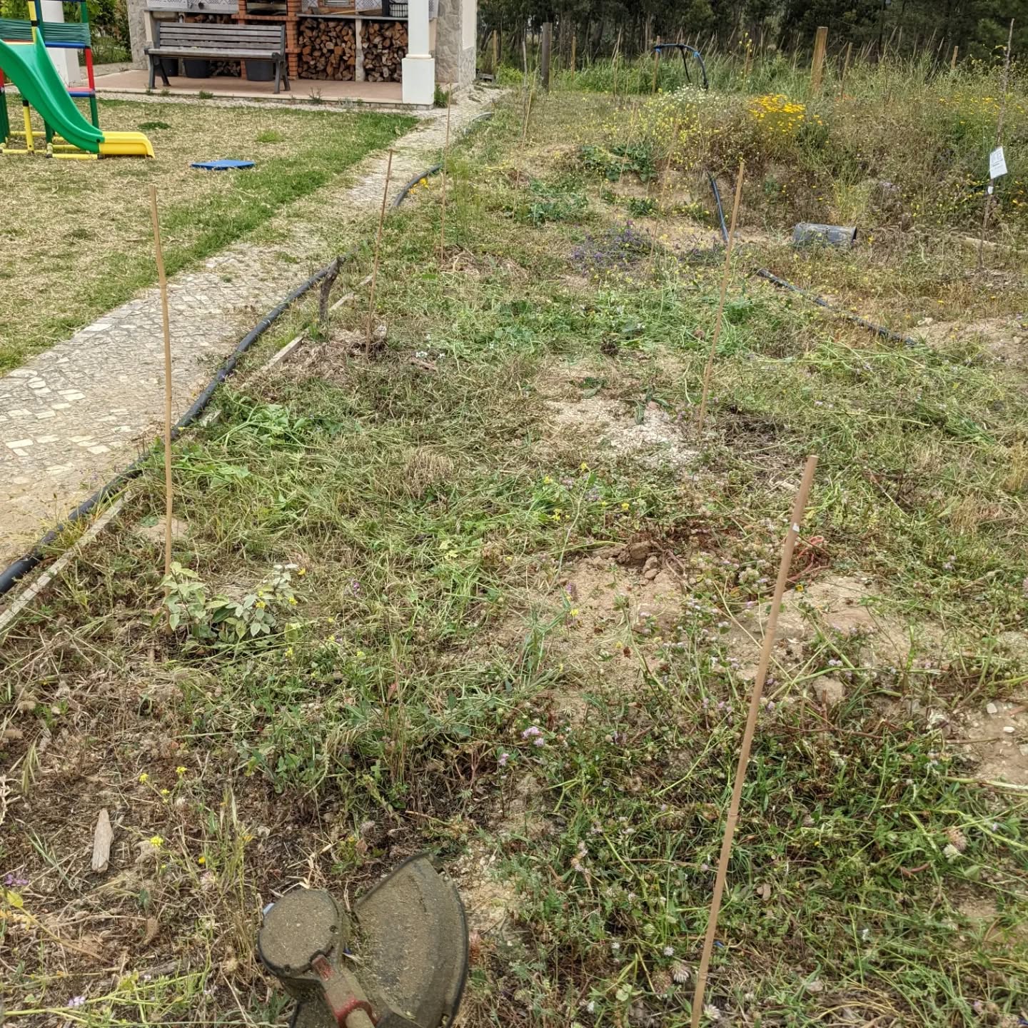 #covercrop #chopanddrop to make room for the irrigation mainline and for some of the trees we planted. Some plants have already been smothered…