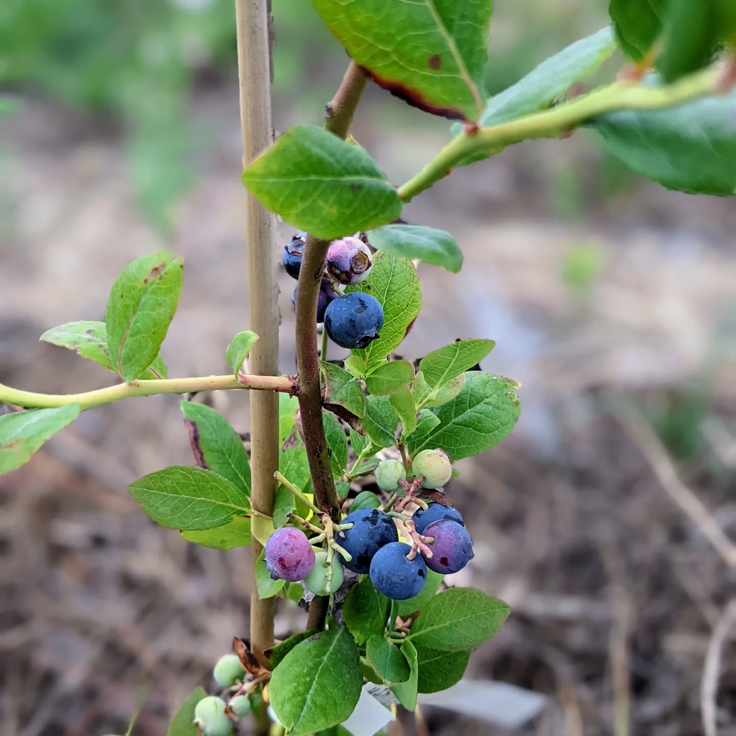 First couple of ripe #blueberries. Yum!