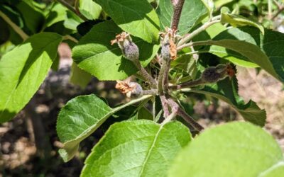 Tiny fruit forming on the #appletrees from the small #orchard near the house. They’ve been somewhat neglected but seem to be enjoying the spring.
