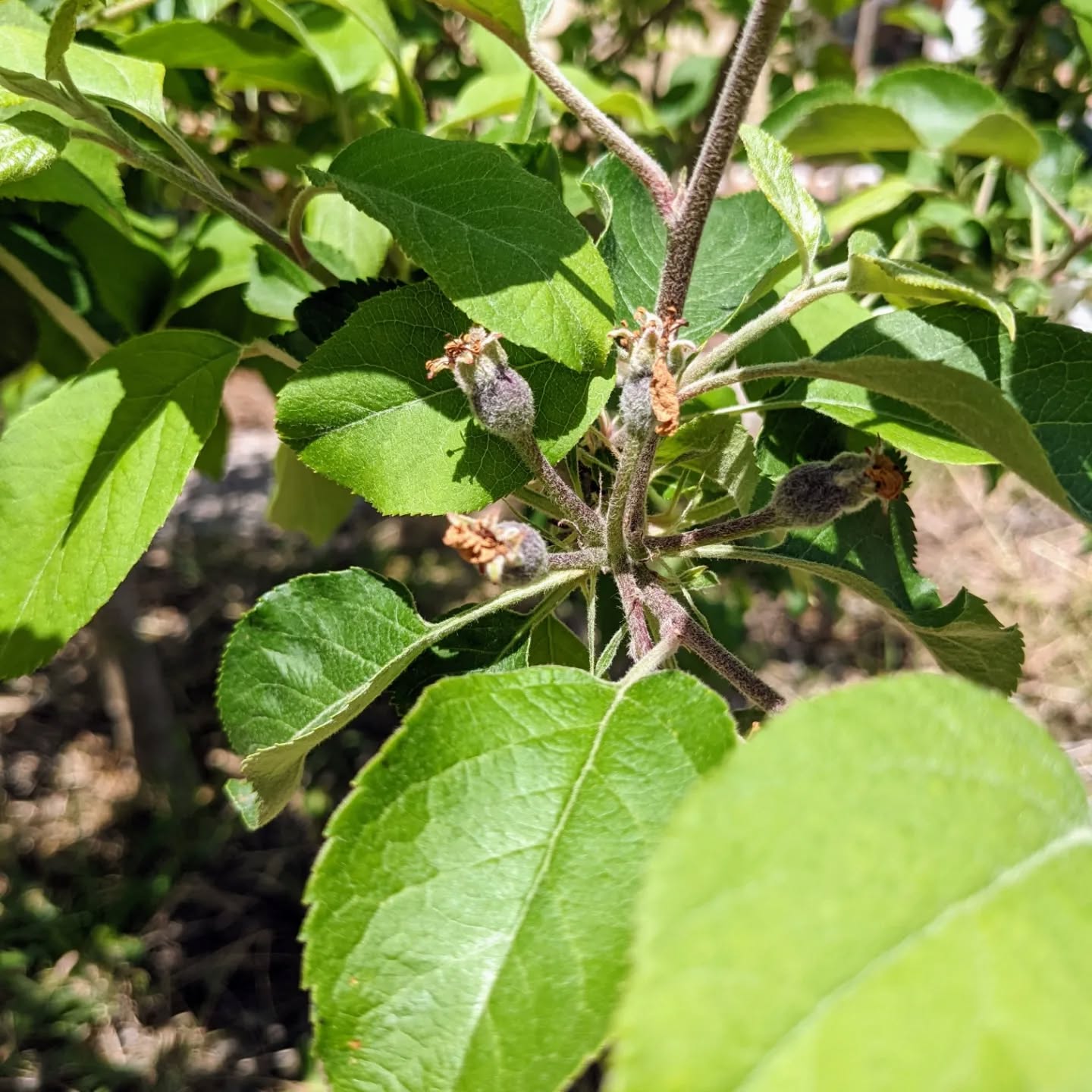 Tiny fruit forming on the #appletrees from the small #orchard near the house. They’ve been somewhat neglected but seem to be enjoying the spring.