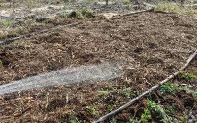 And we managed to set up a new #vegetable garden and plant some Sweet Potatoes today.