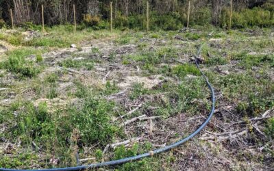 More mainline #irrigation pipe in position