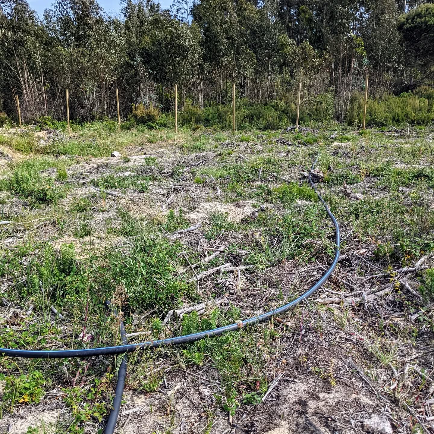 More mainline #irrigation pipe in position