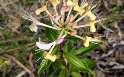 What a beautiful surprise to find a #honeysuckle just next to our home. Will it attract the white admiral butterfly?