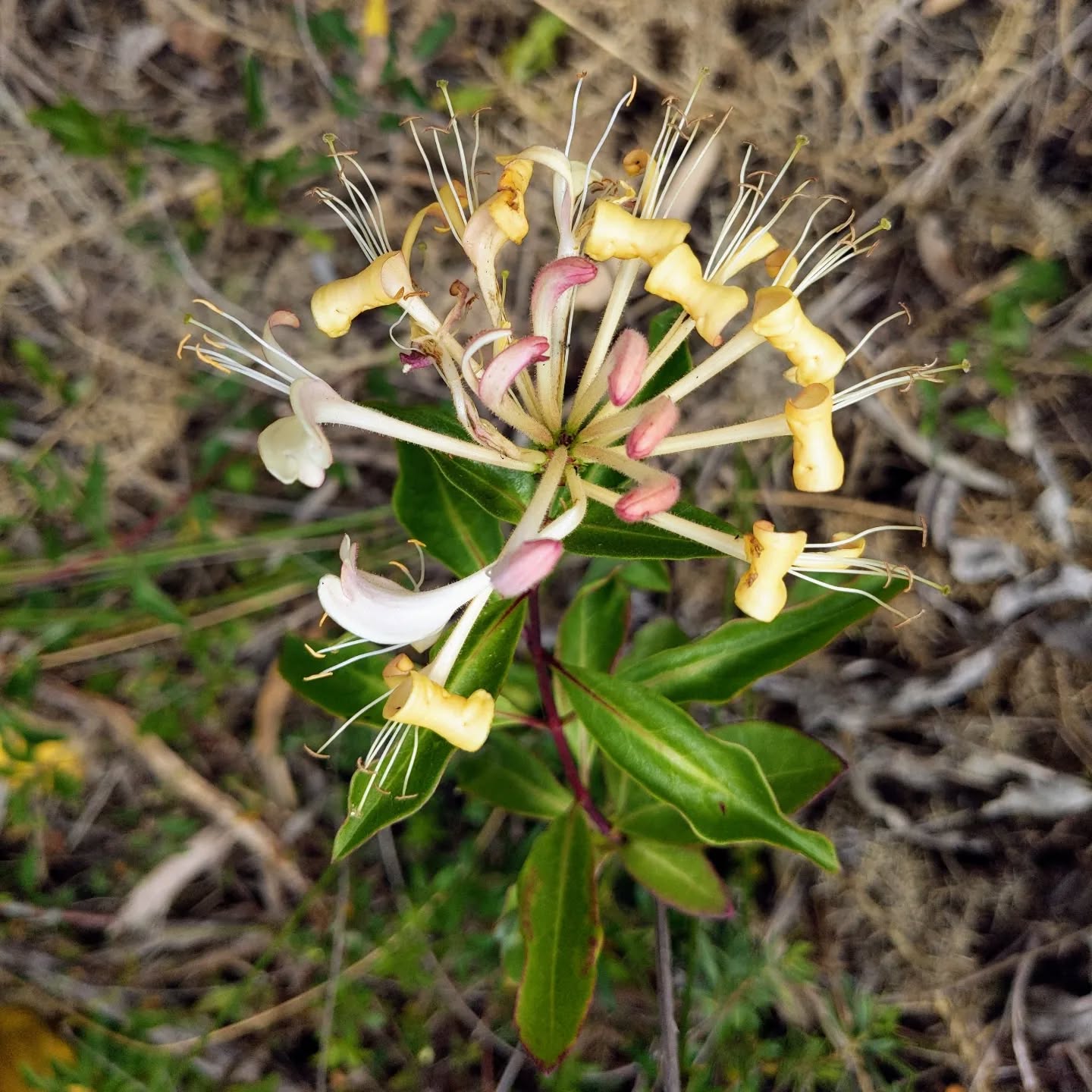 What a beautiful surprise to find a #honeysuckle just next to our home. Will it attract the white admiral butterfly?
