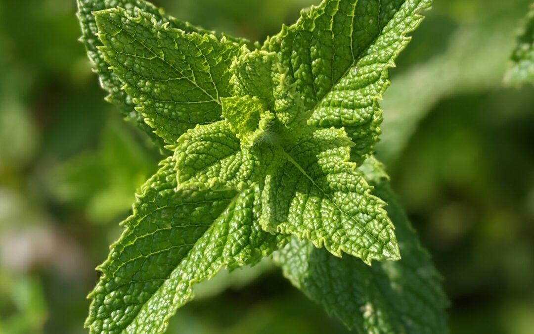 Mind the #mint