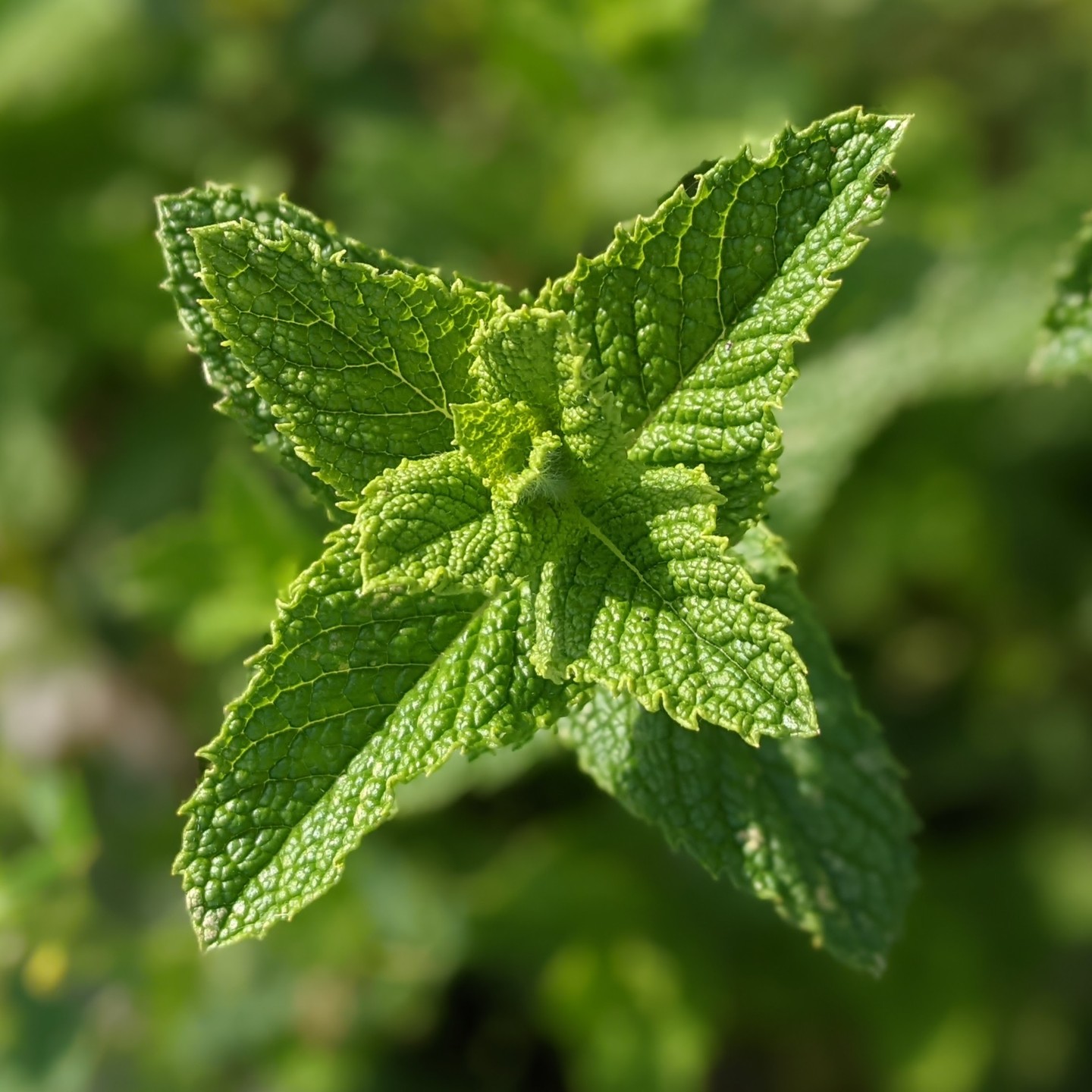 Mind the #mint