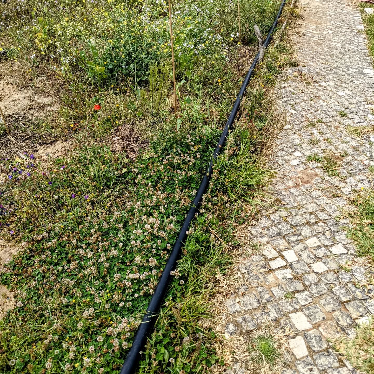 Laying 40mm #hdpe tube for the #irrigation mainline