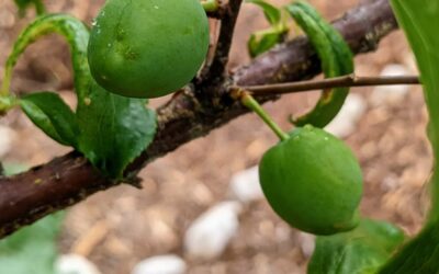#plums in the making. #permaculture #orchard