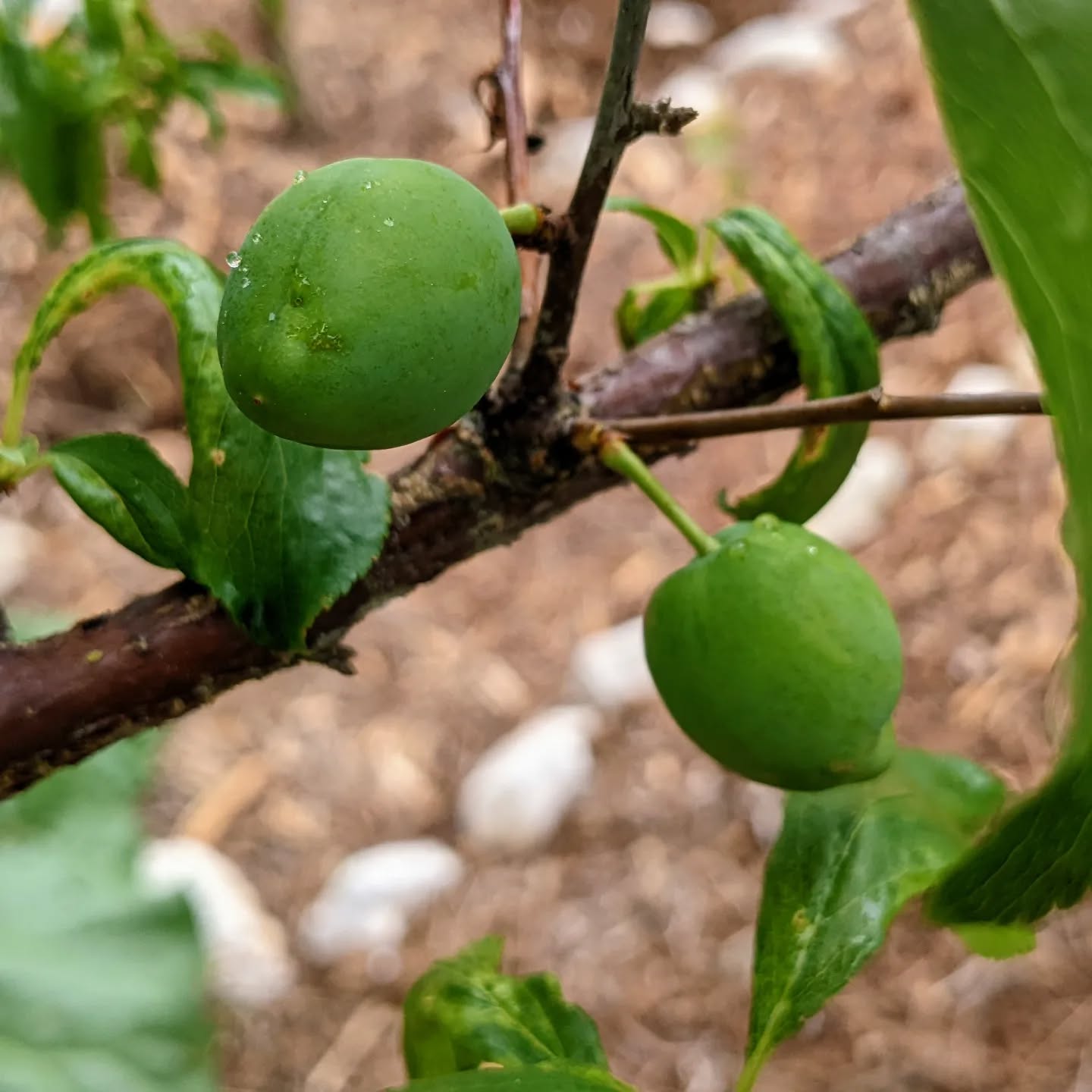 #plums in the making. #permaculture #orchard