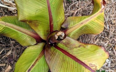 The #snails have claimed the #bananatree as their nest.