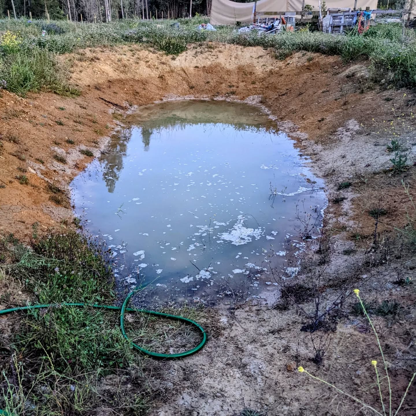 East #pond water level, evening vs morning. It’s too soon to claim success, but the #bentonite seems to be holding up well so far.