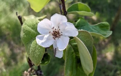 Young #quince flowering