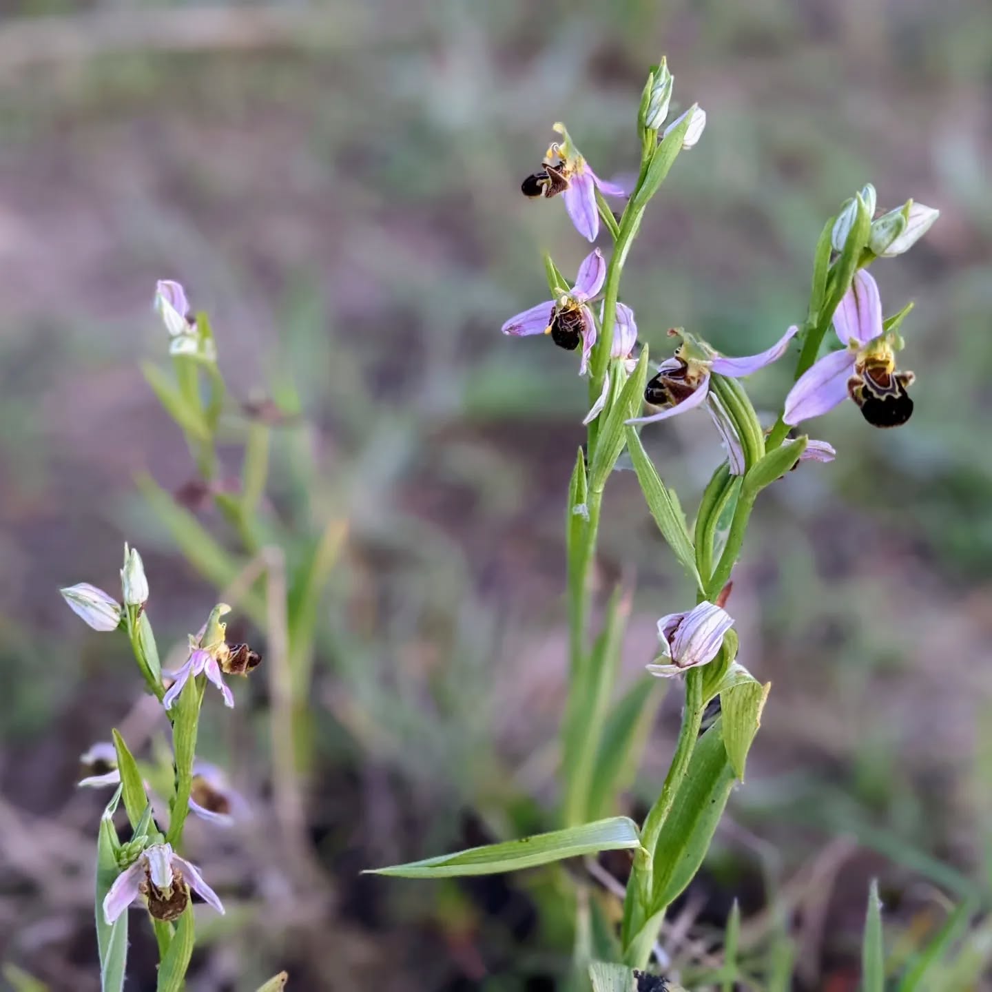#wildorchid