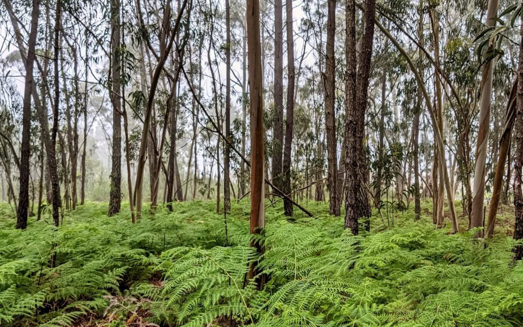 #morningride #ridemtb #fog #ferns