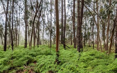 #morningride #ridemtb #fog #ferns