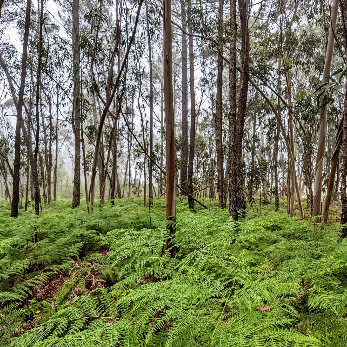 #morningride #ridemtb #fog #ferns