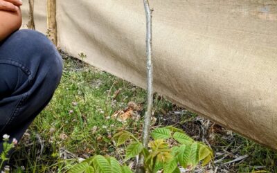 Very vigorous growth from the #rootstock of this #walnuttree. The grafted scion has buds but no leaves yet. We pruned the rootstock growth to support the scion.