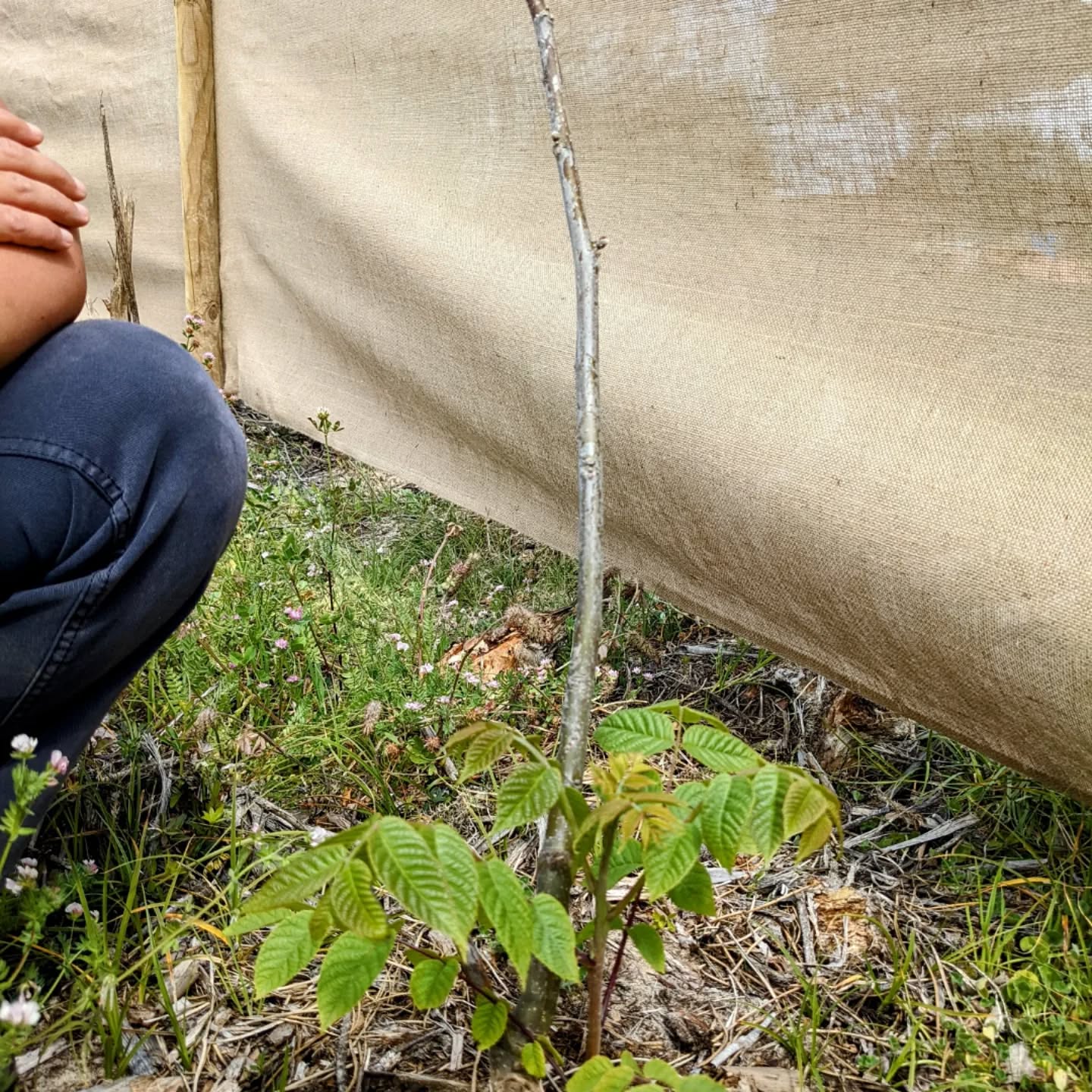 Very vigorous growth from the #rootstock of this #walnuttree. The grafted scion has buds but no leaves yet. We pruned the rootstock growth to support the scion.