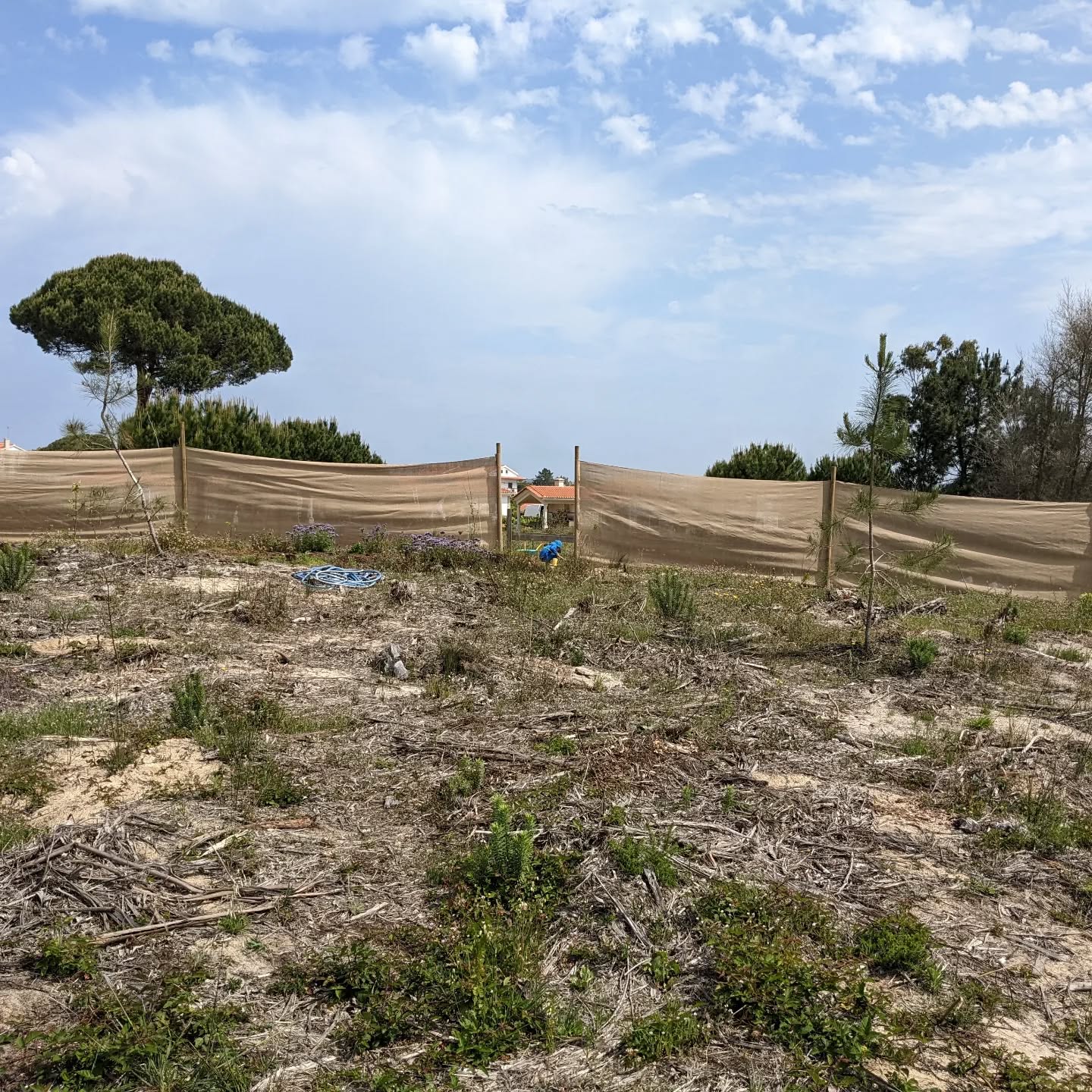 Another pair of #hessian #windbreaks, just upwind from two lines of trees that should, in time, grow to serve the same function.