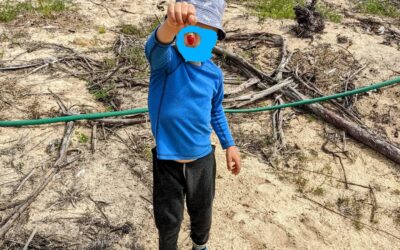 L and his #strawberry #harvest