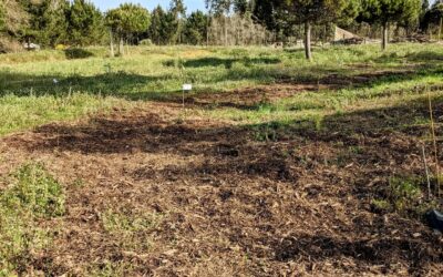 Covered some exposed soil in zone 2 with shredded pine branches. This should hopefully make it easier for vegetation to establish there.