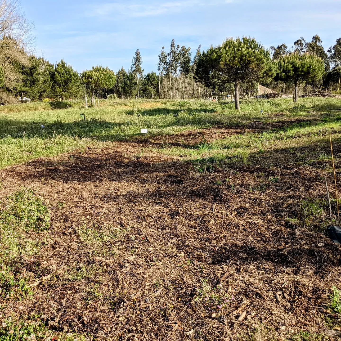 Covered some exposed soil in zone 2 with shredded pine branches. This should hopefully make it easier for vegetation to establish there.