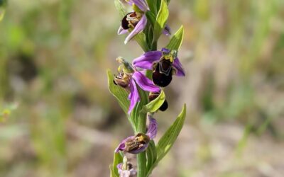 #floweringplant #wildorchid