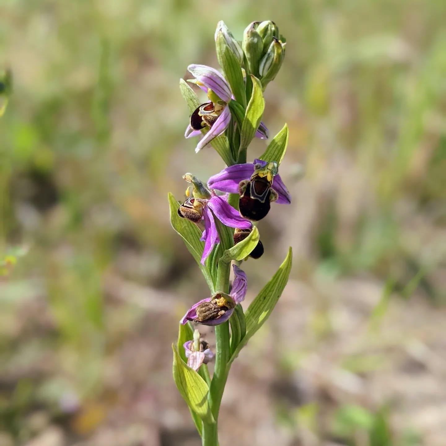 #floweringplant #wildorchid