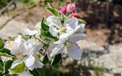 #floweringtree #appletree