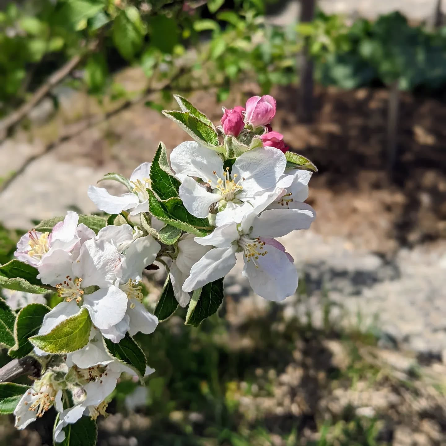 #floweringtree #appletree