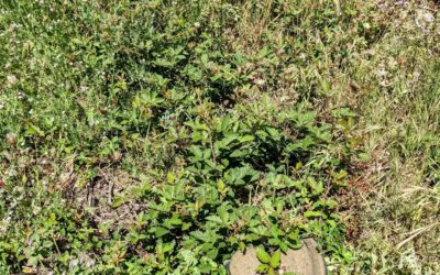 Fighting #blackberry sprouts with a #brushcutter