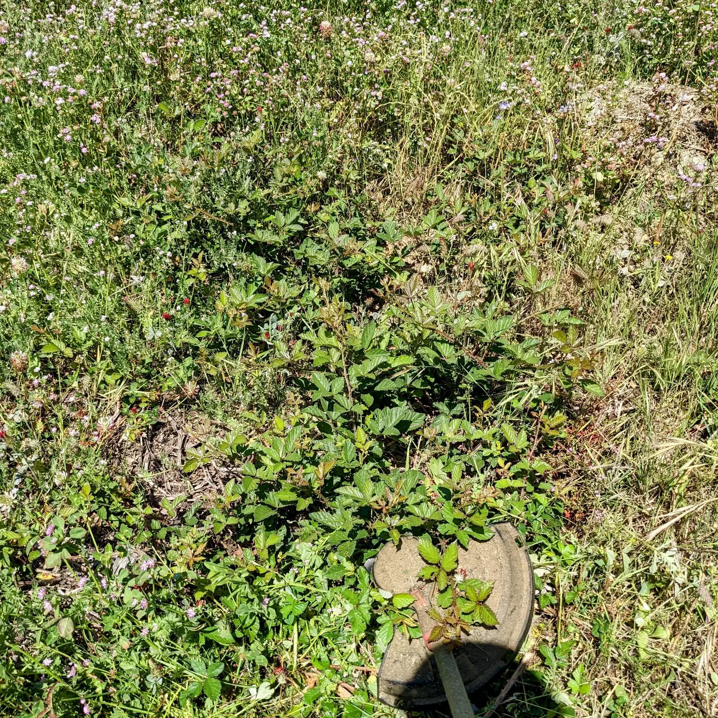 Fighting #blackberry sprouts with a #brushcutter