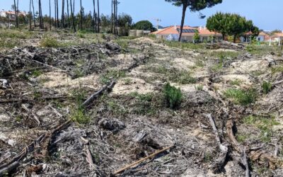 Starting to clean up paths and reuse the larger bits of shredded #eucalyptus branches to mark edges for the planted tree lines.