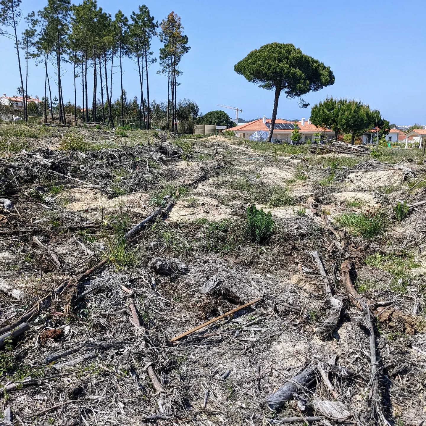 Starting to clean up paths and reuse the larger bits of shredded #eucalyptus branches to mark edges for the planted tree lines.