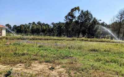 It’s dry and getting warmer and warmer, so the two big sprinklers keep moving around the garden.