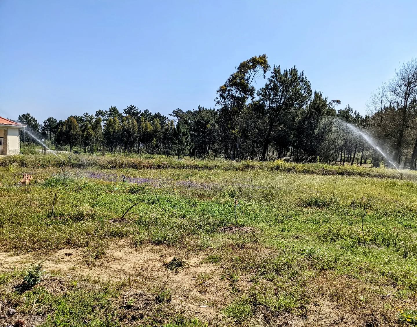 It’s dry and getting warmer and warmer, so the two big sprinklers keep moving around the garden.