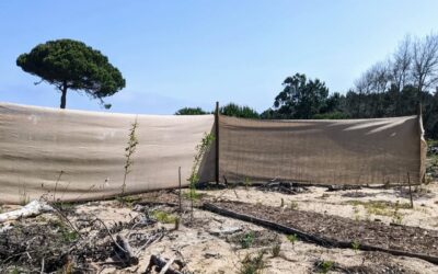 Another #hessian #windbreak, protecting a sandy corner with #nuttrees