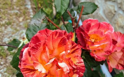 Neglected #roses flowering