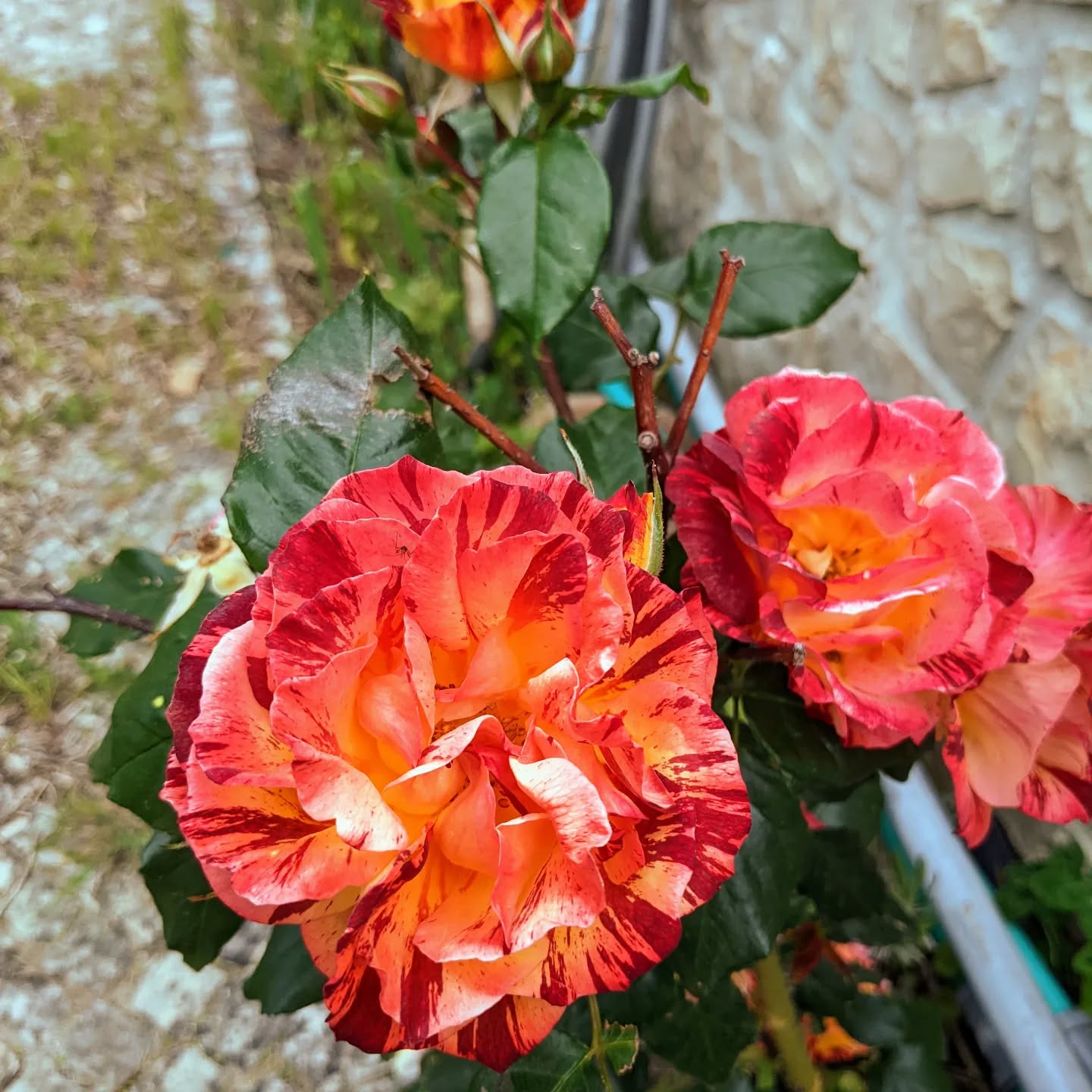 Neglected #roses flowering