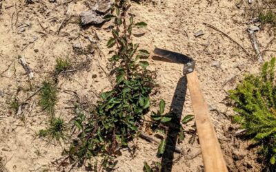 Removing #wildblackberries (#silva / #rubusoccidentalis) using a #ploskorez (aka #fokinhoe).