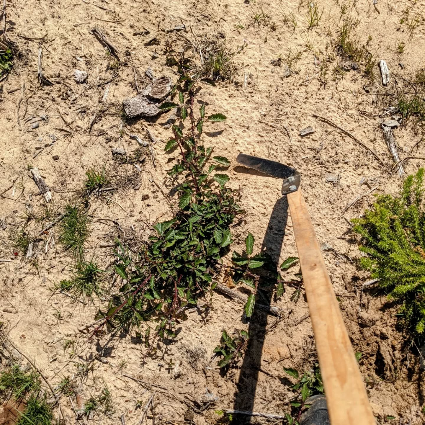Removing #wildblackberries (#silva / #rubusoccidentalis) using a #ploskorez (aka #fokinhoe).