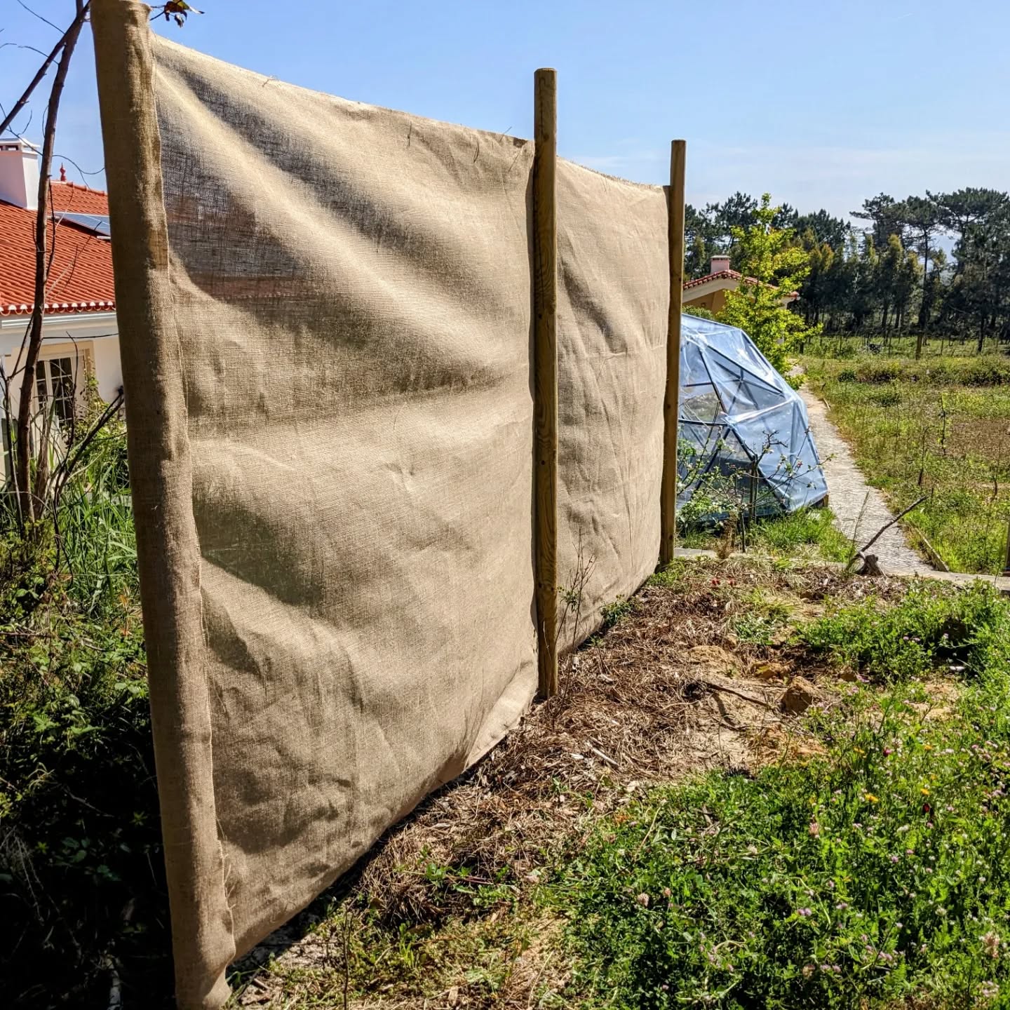 New #windbreak at the north end of the west #swale, using #hesssian cloth stapled to the fence poles.