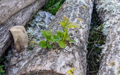 #poplar #log sprouting in the east #swale