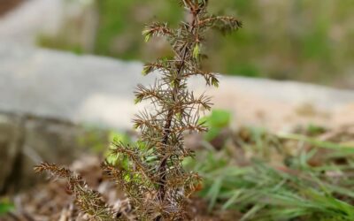 #junipertrees turning green again. We planted a lot of them after and most were looking quite unhappy over the winter. Most seem to be turning around now. These two were amongst the worst, fully brown and looking dead. Not anymore!