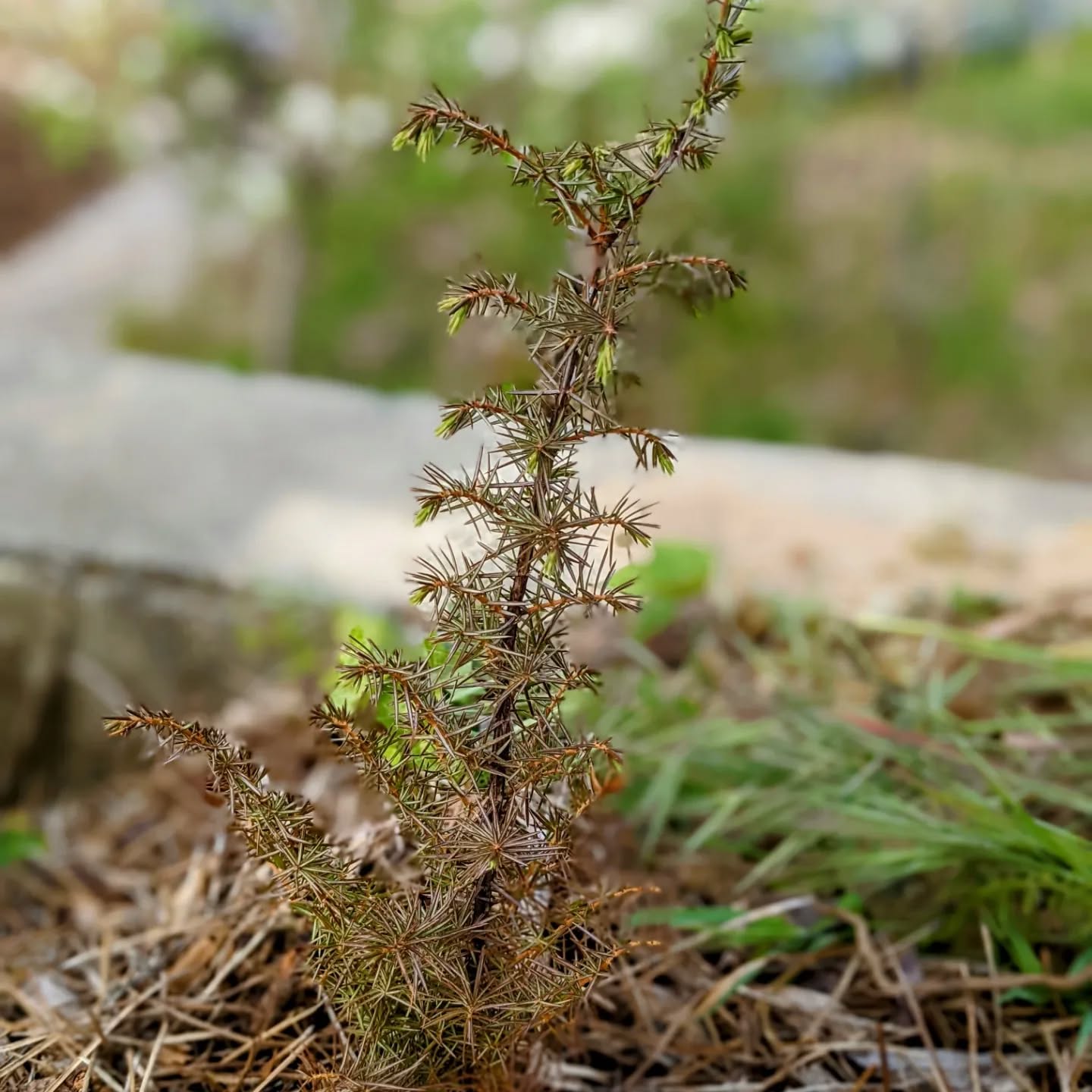 #junipertrees turning green again. We planted a lot of them after and most were looking quite unhappy over the winter. Most seem to be turning around now. These two were amongst the worst, fully brown and looking dead. Not anymore!