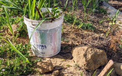 Removing #giantreed (#caniço / #arundodonax) from the west #swale berm.